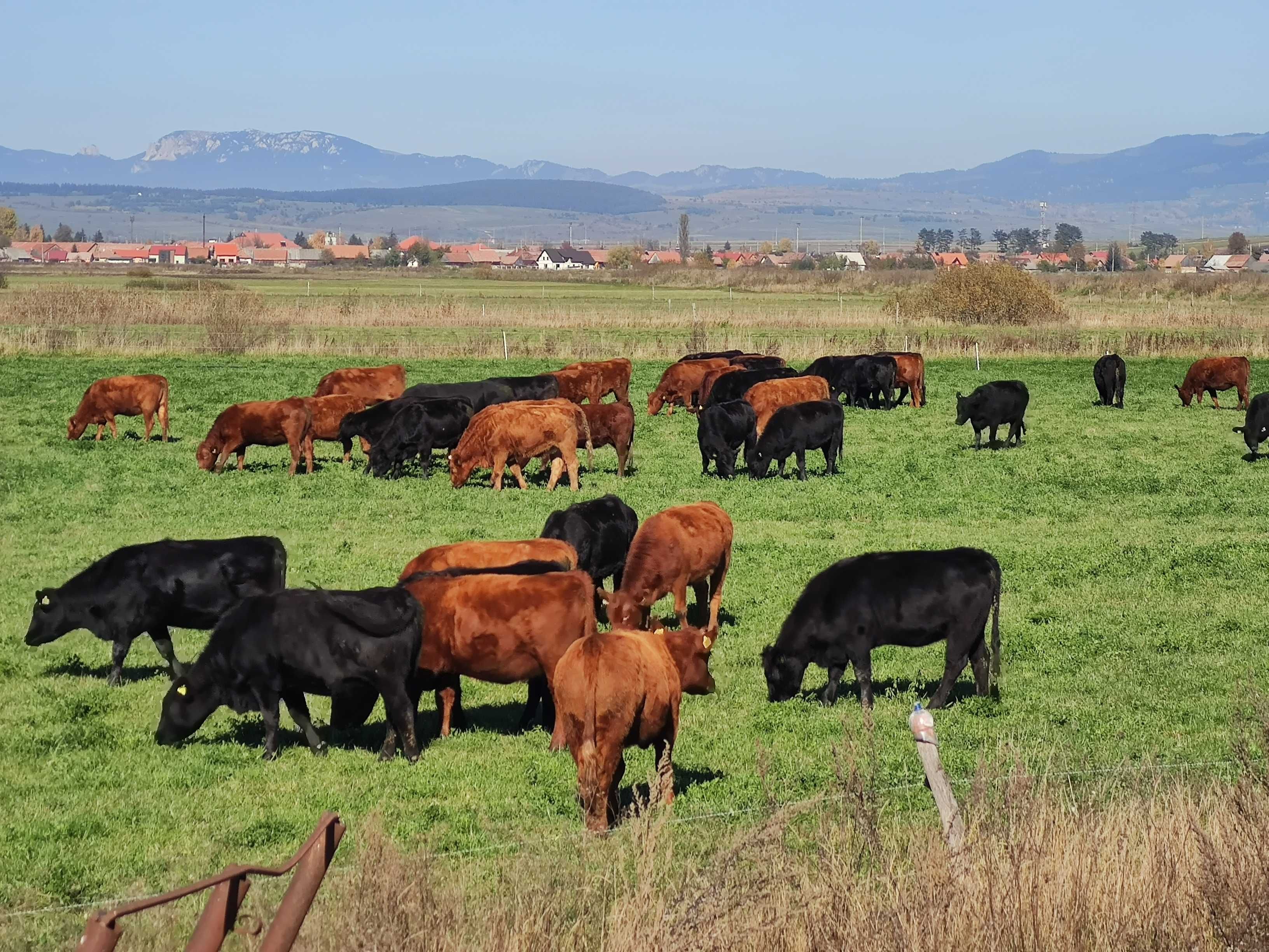 Aberdeen Angus Viței/ Juninci/ Vaci Gestante. Miercurea-Ciuc • OLX.ro