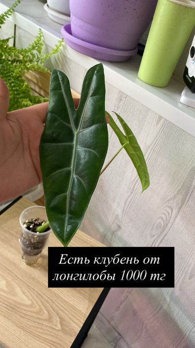 Цветы комнатные разные