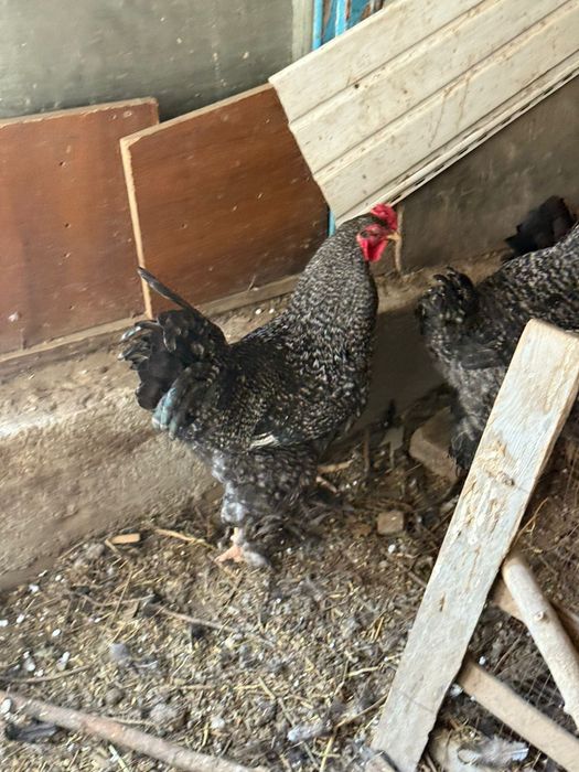 Курицы породистые