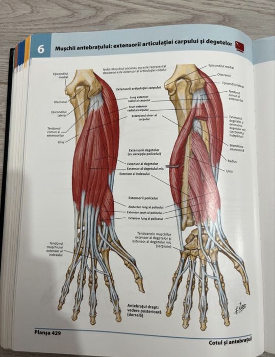 Netter. Atlas de anatomie a omului editia 5