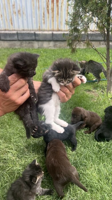 Отдам котят в хорошие руки