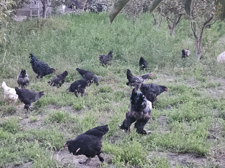 Bramalar (85–120 ming) va Jersi gigant [300 ming]  Sotuvda