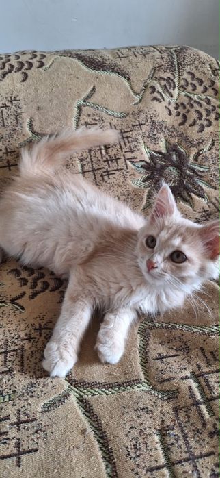 Котенок в добрые руки