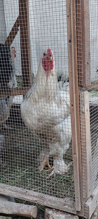 Brama horozi bir yillik