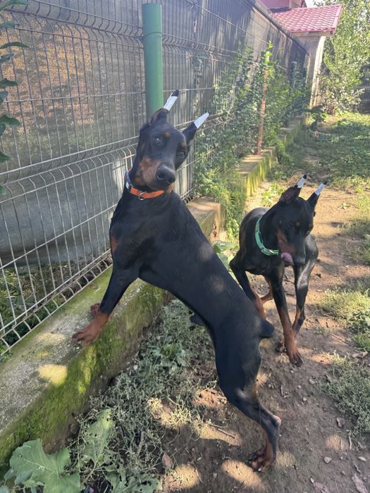 Black Friday! Doberman puppies with pedigrees at a 30% discount