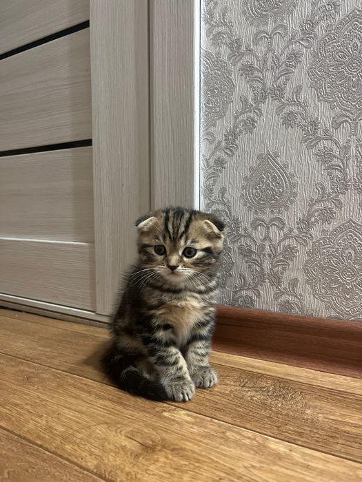 Продам  котенка