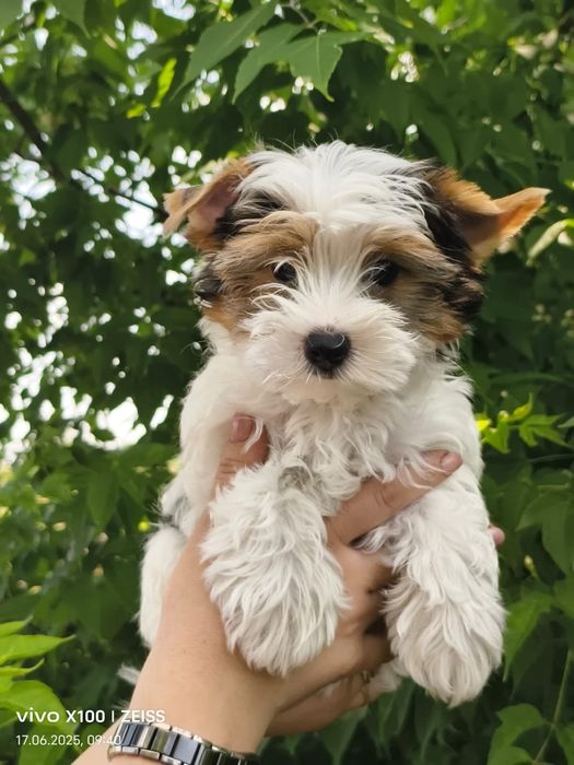 Очаровательные щенки бивера.