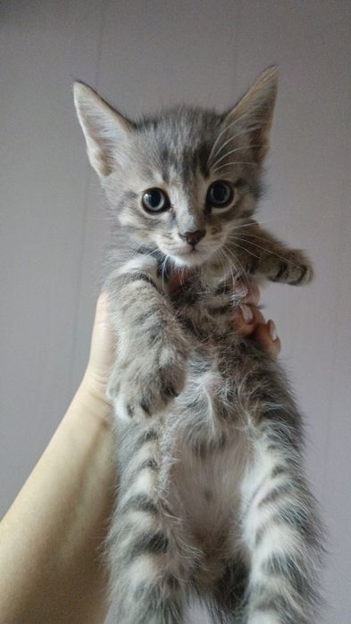 Котик остался один ушки прямые