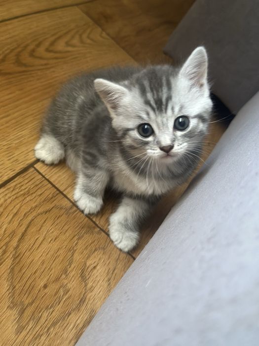 Котята шотландцы бесплатно