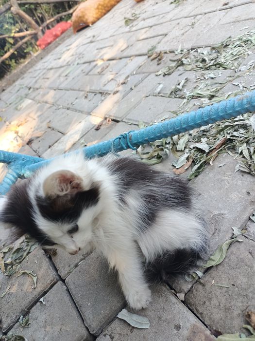 Ласковые котята ищут дом