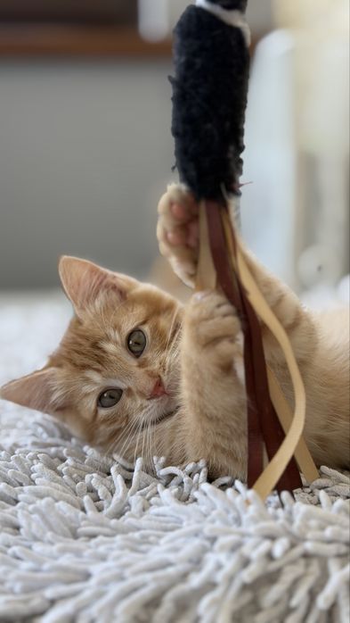 Котенок, мальчик, 3 месяца