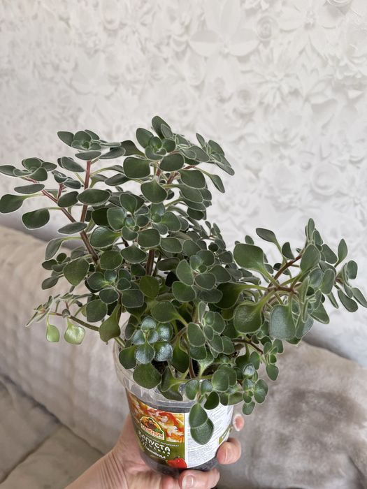 Комнатные цветы Толстянка Аихризон