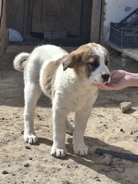 Девочка щенок продаётся СРОЧНО