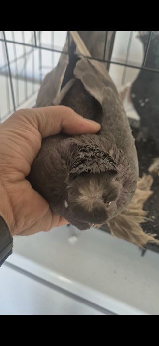 Продам голубей на игру