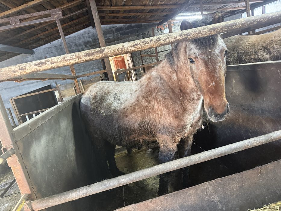 Лошадь  с откорма