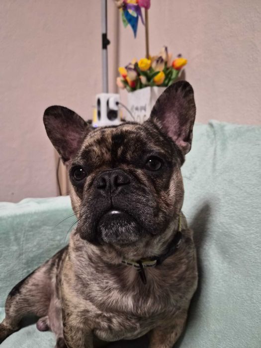 Френски булдог на 1 година