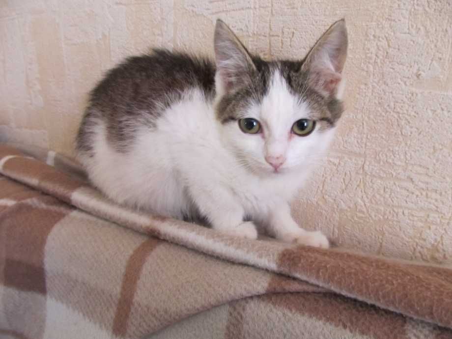 Котёнок очень ласковая