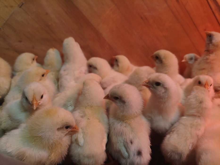 Продам цыплят несушек