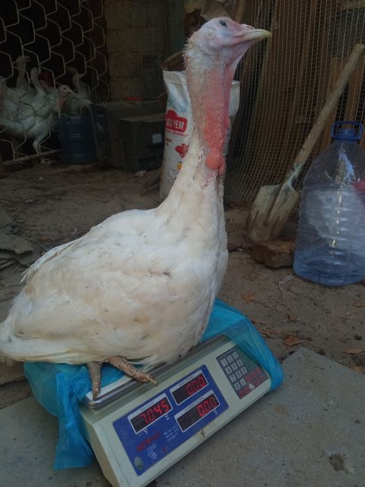 Kurka jo'jalari Big 6