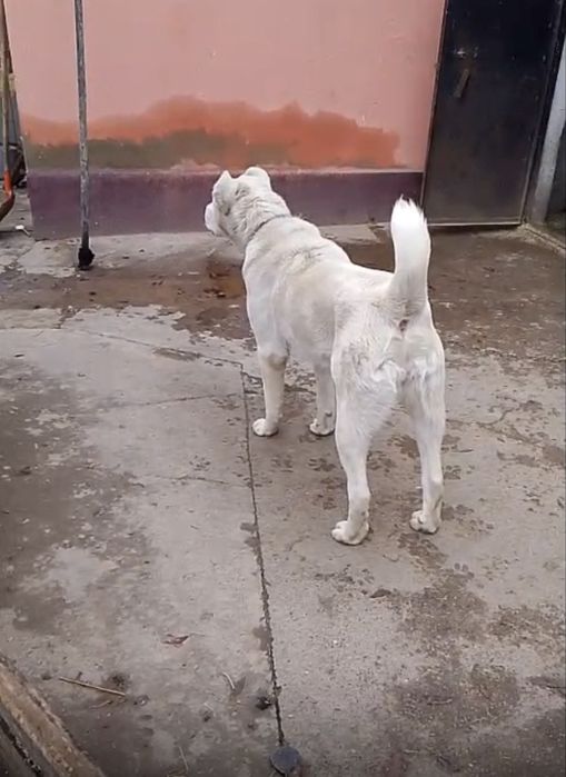 Продам собаку алабай