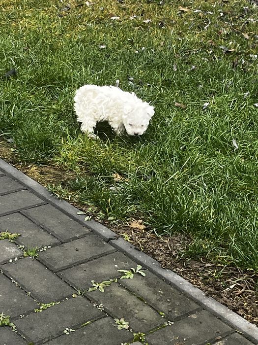 Vand Maltez femela+mascul Rasa pura