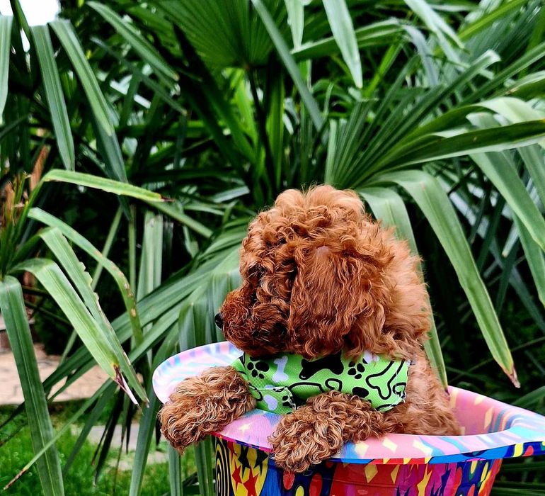 Той пудел , прекрасно момченце