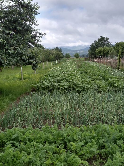 Vand casa cu grădina și livada in Vintu de Jos Alba