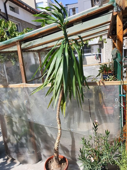 Юка  2м висока в сагсия