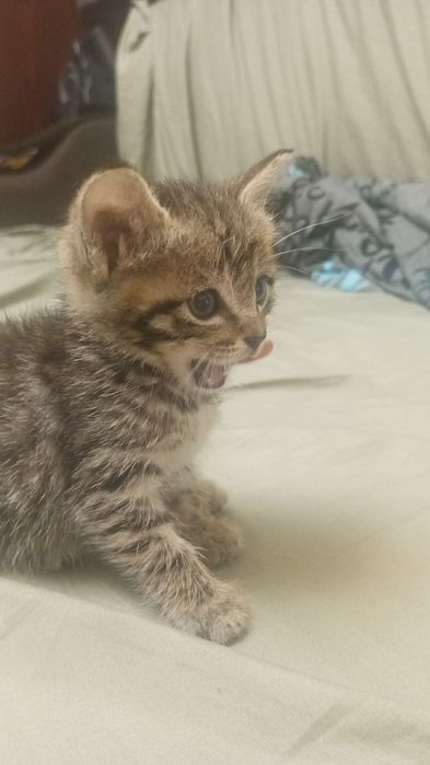Котенок в добрые руки