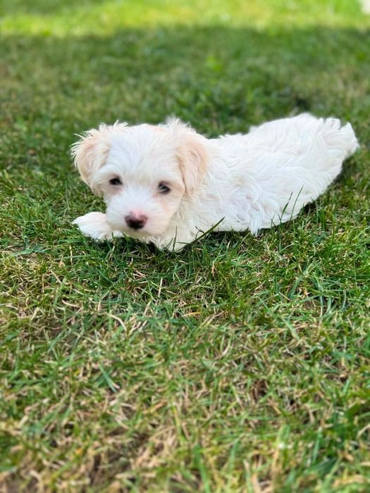 Băiețel de bichon maltez alb mini