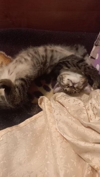 Отдам котёнка в добрые руки