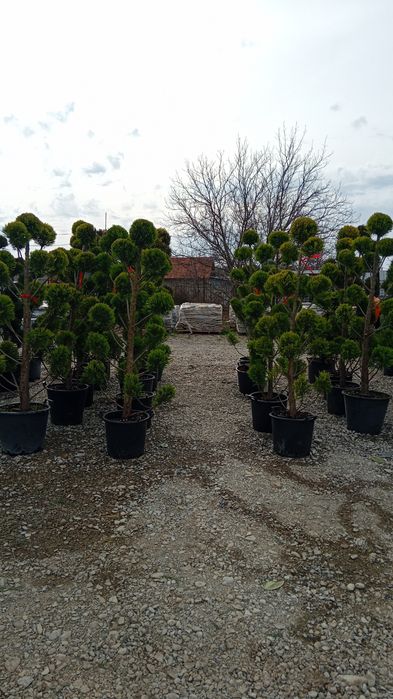 Plante ornamentale diferite specii și dimensiuni