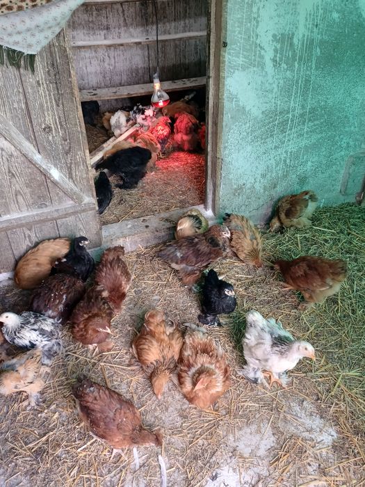 Vand pui brahma  varsta doua luni