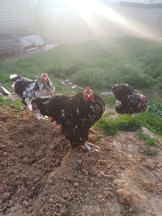 Продаются мрамор брама остолось 3 петуха все здоровые и крупные