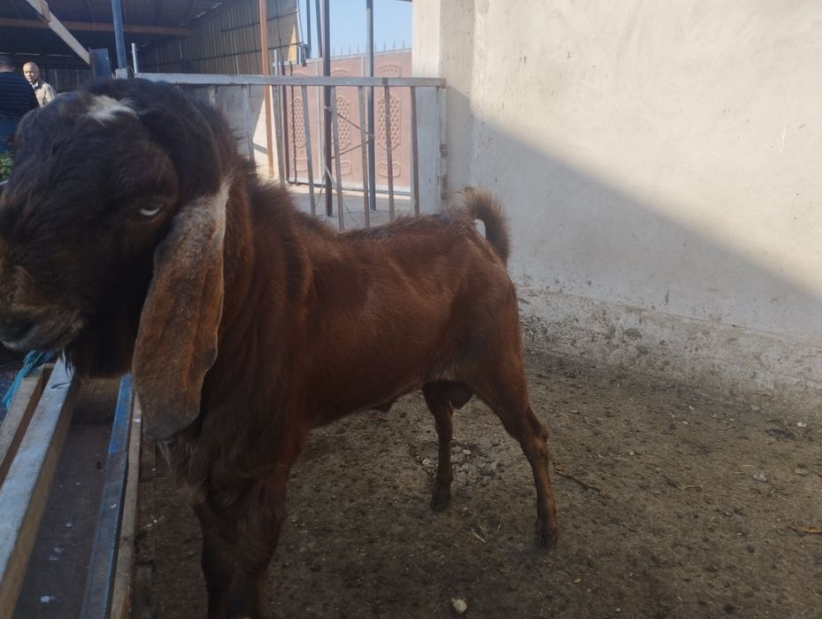 2 жарым жасар парода теке