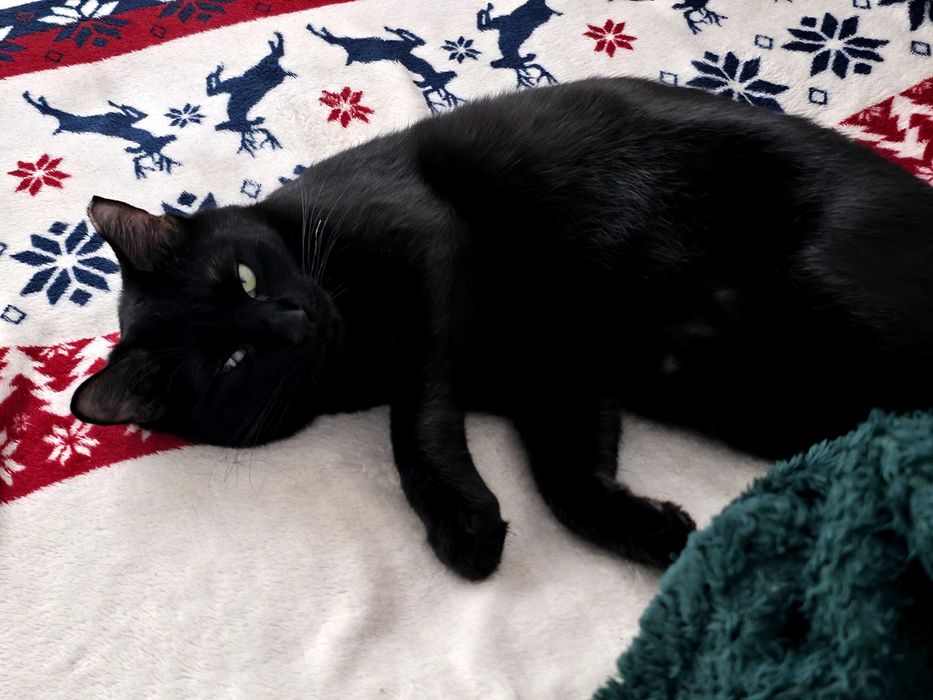 Pisica sterilizata spre adoptie