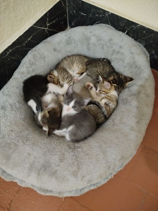 Котята БЕСПЛАТНО в добрые руки