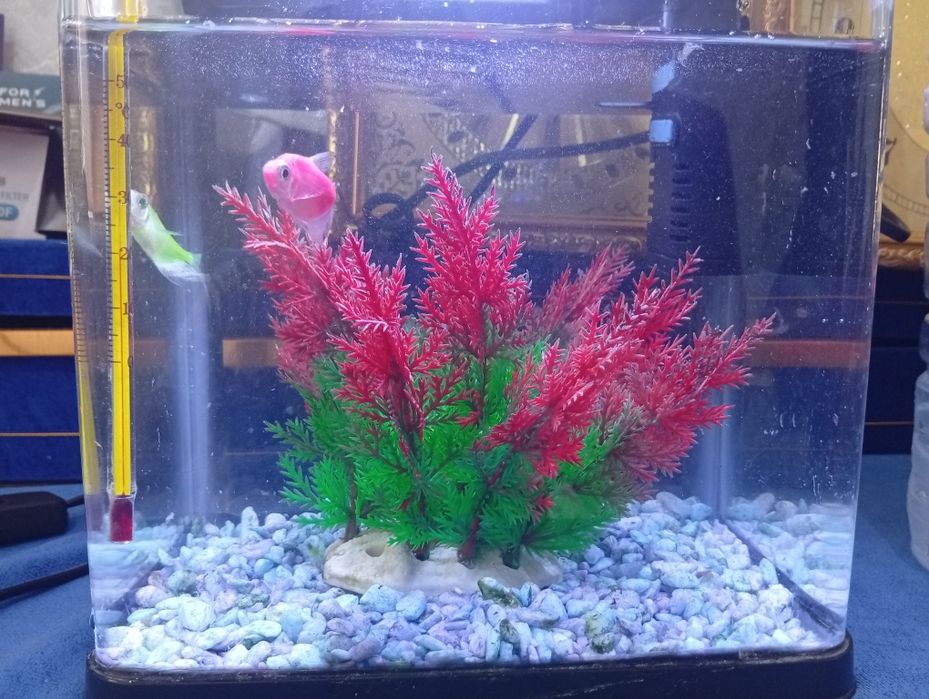 Akvarium sotiladi srochna