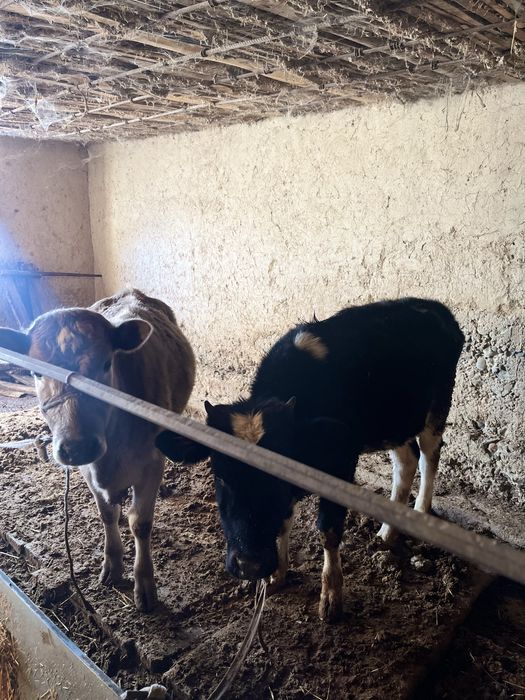 Теоенок оба один год