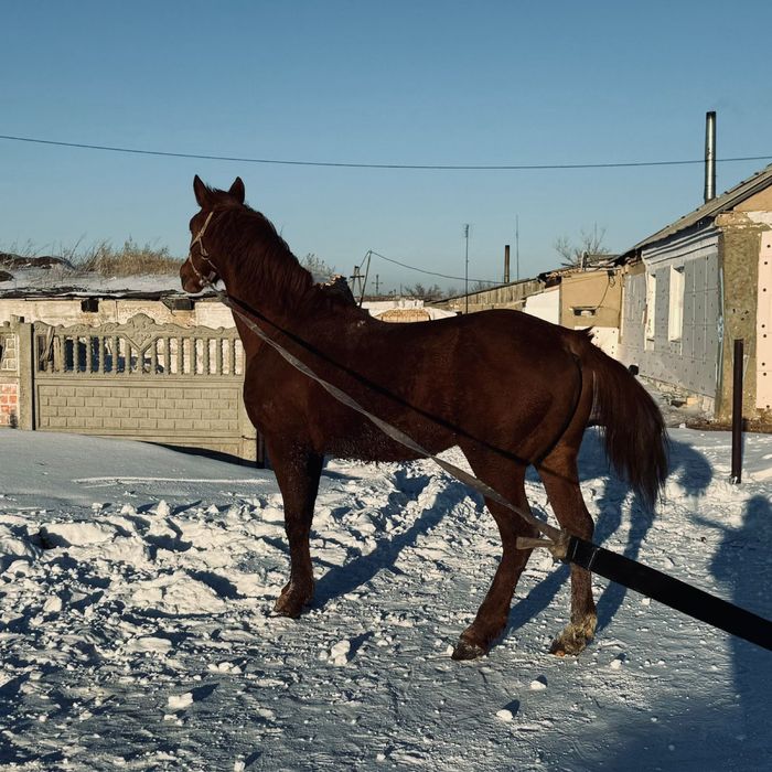 Айғыр,жеребец,лошоди сатылады