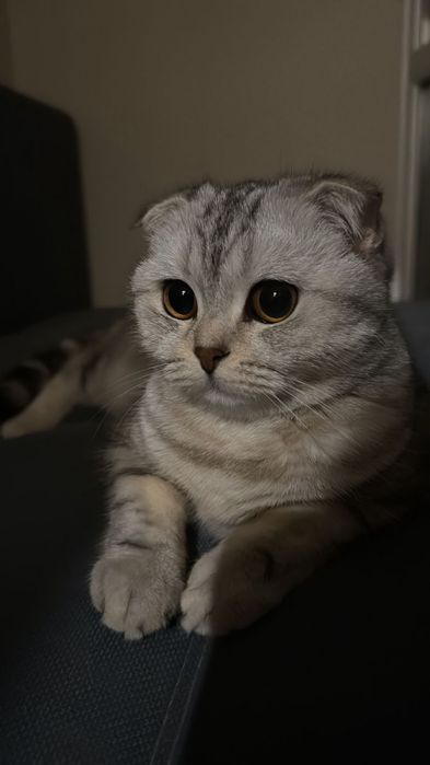 Вязка срочно вислоухая