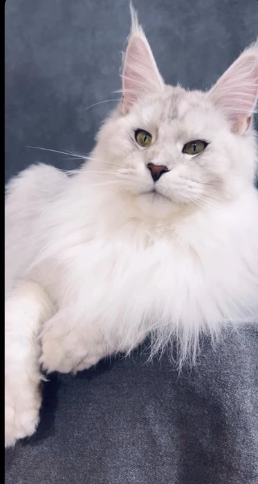 Pui maine coon rasa pura pedigree