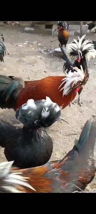 Ouă de Gaină Olandeza