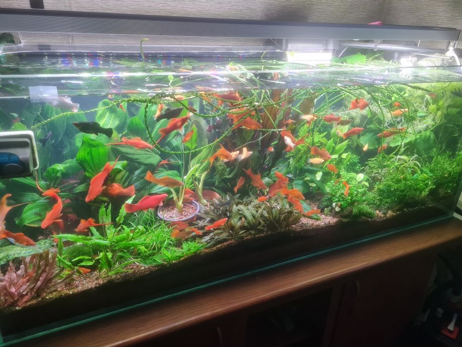 Аквариумные растения.