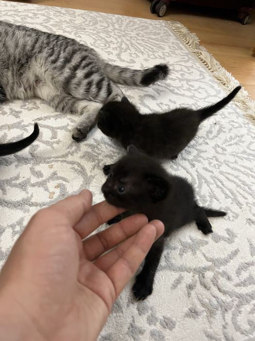 Кошка с котятами