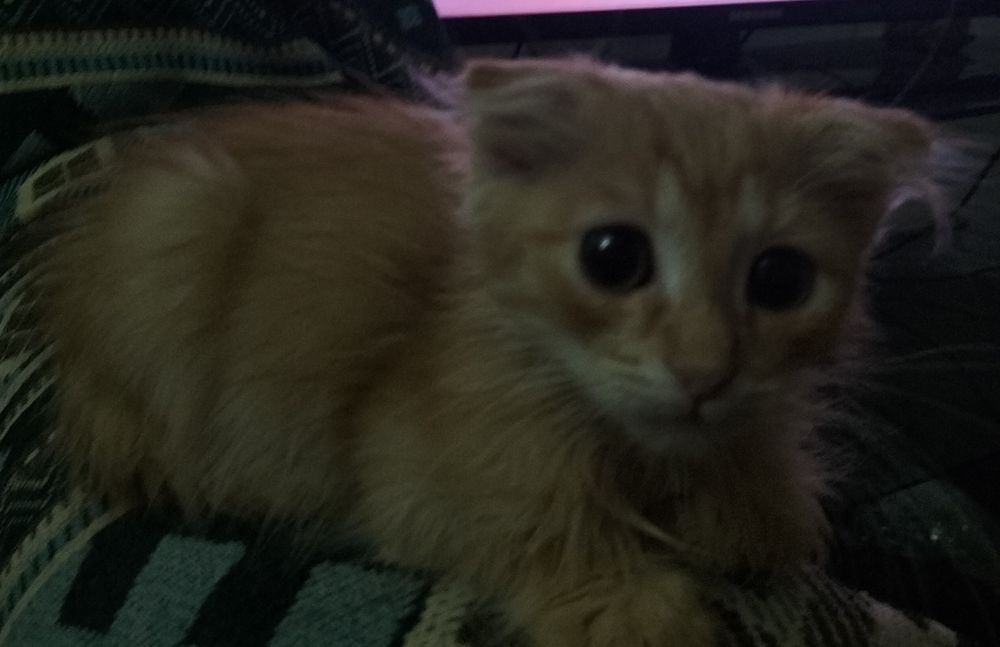 Отдам в  добрые руки