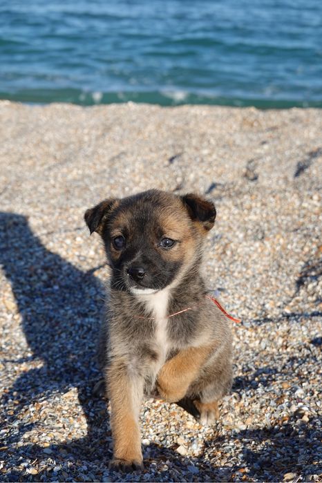 Donez puiuț de talie medie  (2 luni)