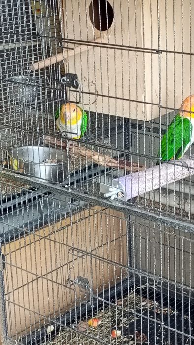 Vand pereche de papagali caique