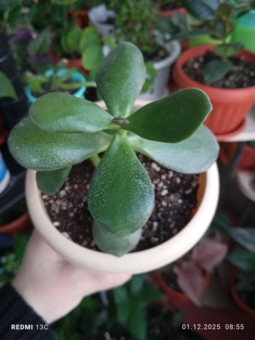 Продам цветы комнатные