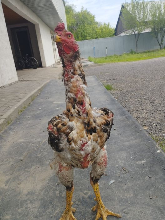 Прадам джуджика кореец